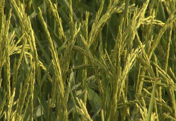 New herbicide-resistant rice variety introduced 